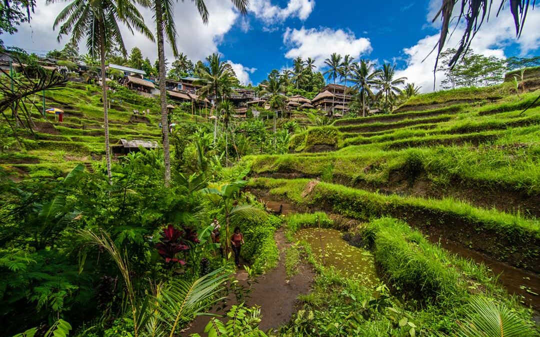 Proyecto GOJUST II, DT Global, Consulted